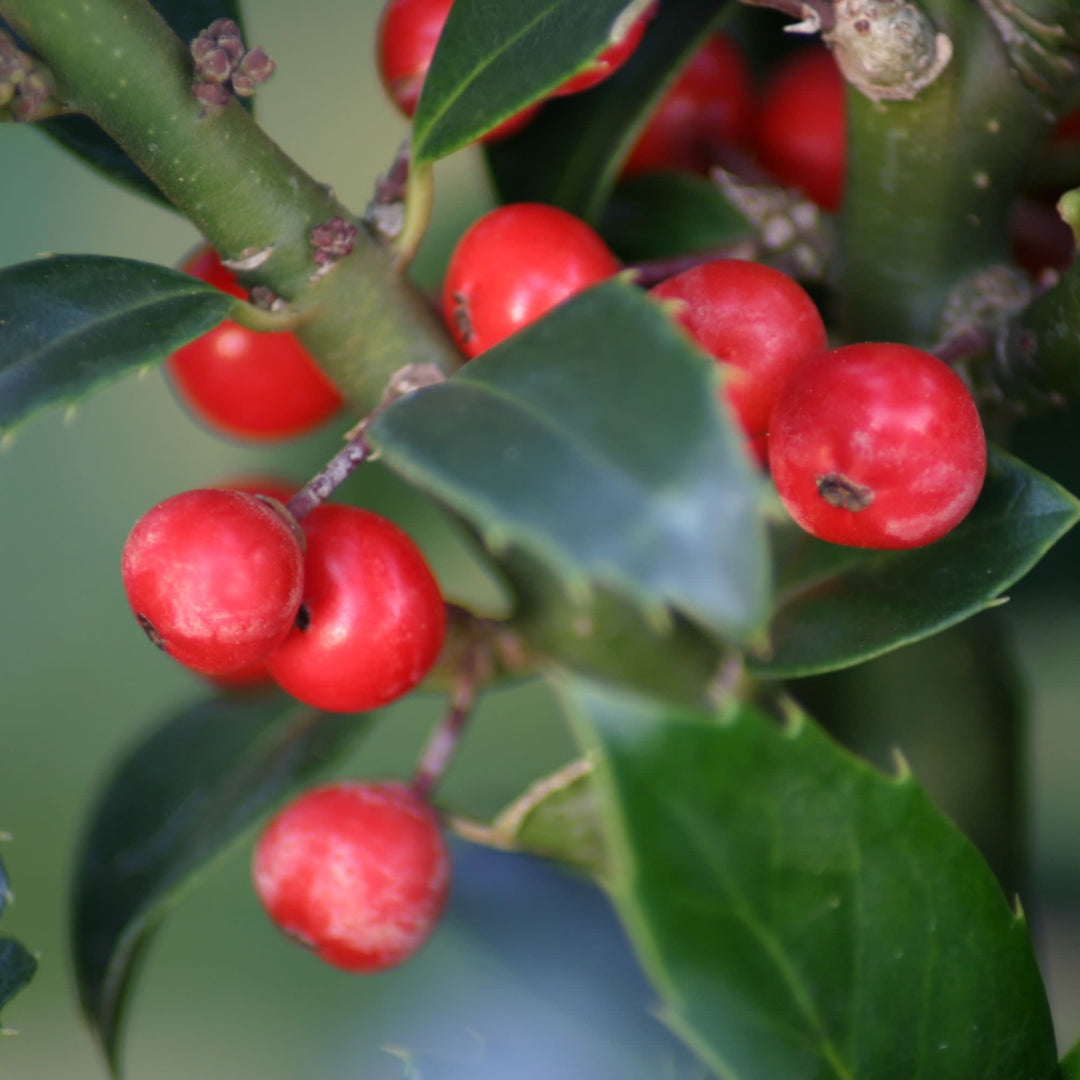 Castle Spire® Blue Holly (Ilex x meserveae)