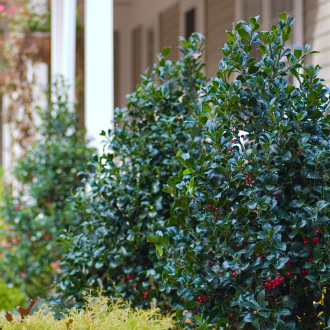Castle Spire® Blue Holly (Ilex x meserveae)