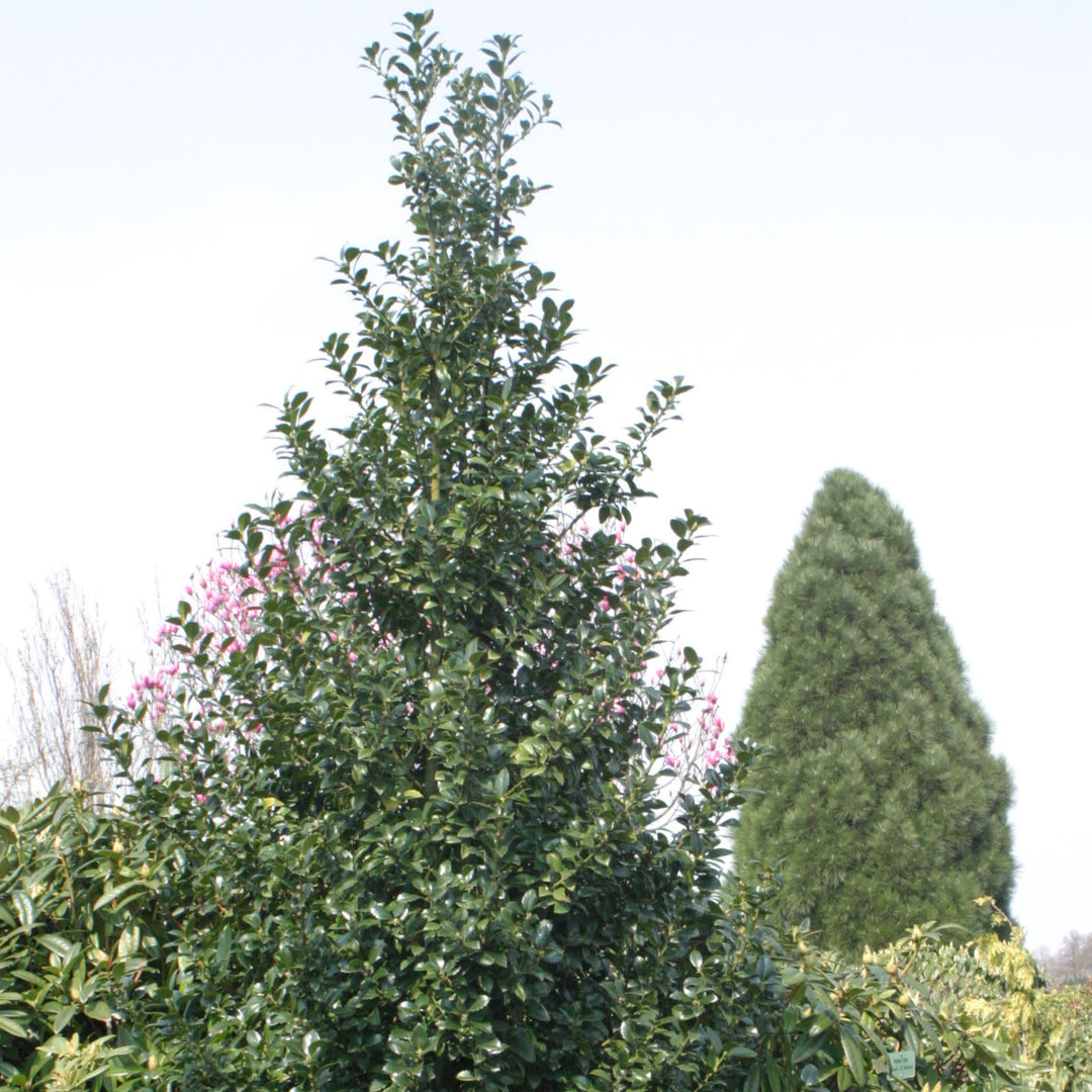 Castle Spire® Blue Holly (Ilex x meserveae)