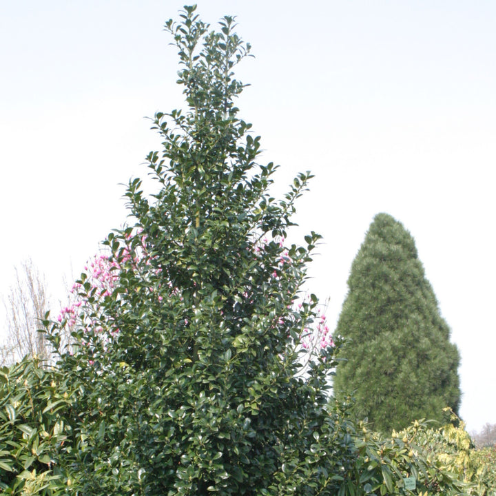 Castle Spire® Blue Holly (Ilex x meserveae)