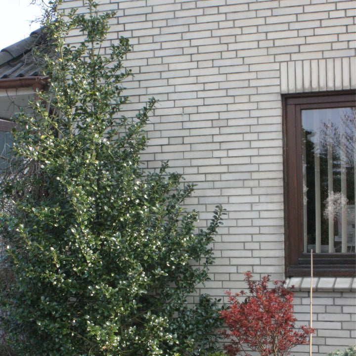 Castle Spire® Blue Holly (Ilex x meserveae)