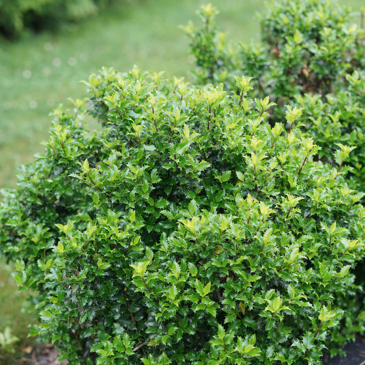 Castle Keep® Blue Holly (Ilex x meserveae)