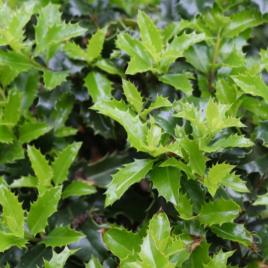Castle Keep® Blue Holly (Ilex x meserveae)