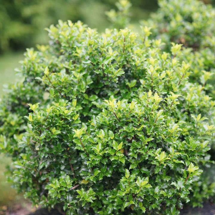 Castle Keep® Blue Holly (Ilex x meserveae)