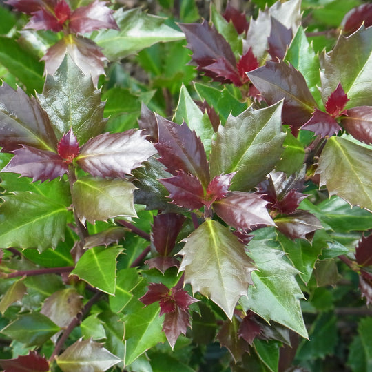 Castle Rouge® Blue Holly (Ilex x meserveae)