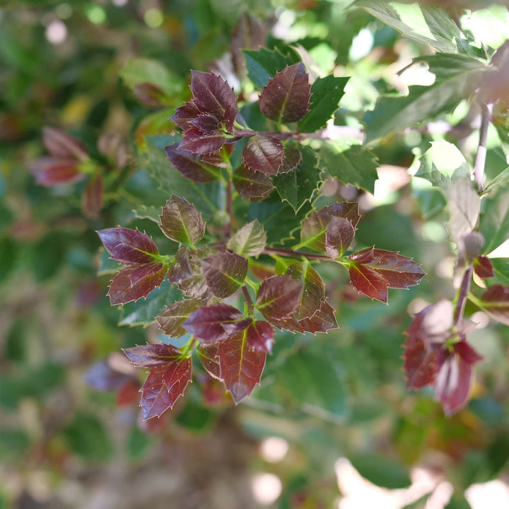 Castle Rouge® Blue Holly (Ilex x meserveae)