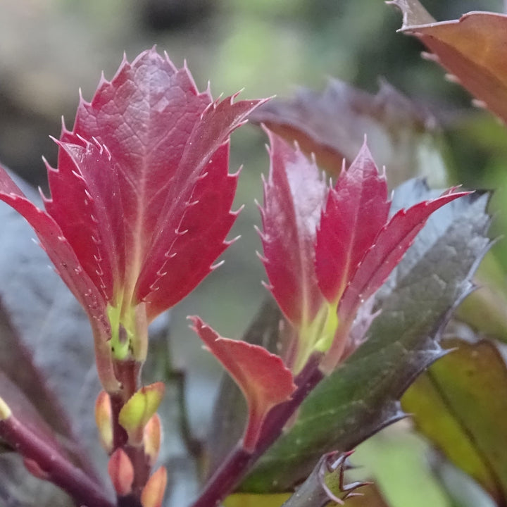 Castle Rouge® Blue Holly (Ilex x meserveae)