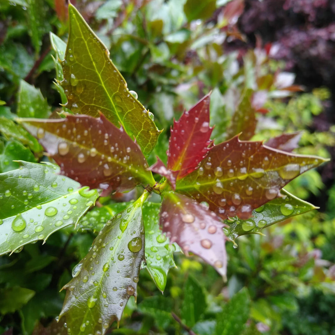 Castle Rouge® Blue Holly (Ilex x meserveae)