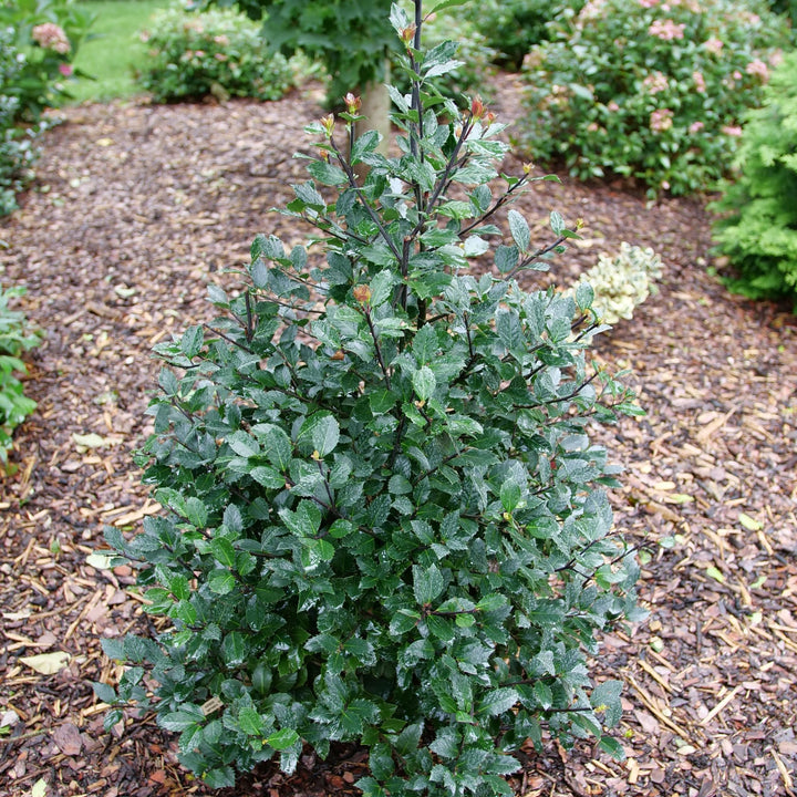 Castle Rouge® Blue Holly (Ilex x meserveae)