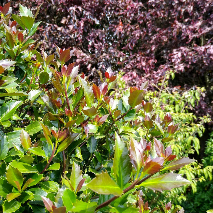 Castle Rouge® Blue Holly (Ilex x meserveae)