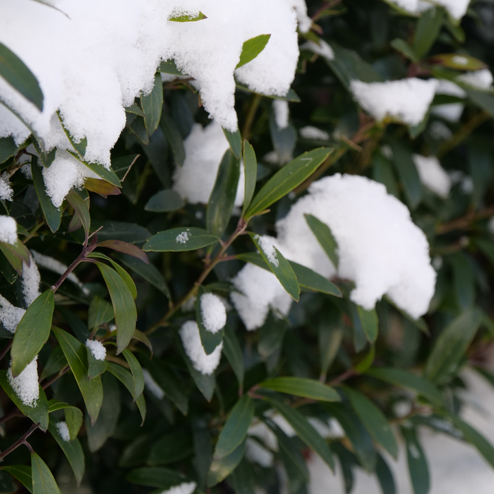 Inkberry holly | Gem Box® | Proven Winners® Shrubs – Proven