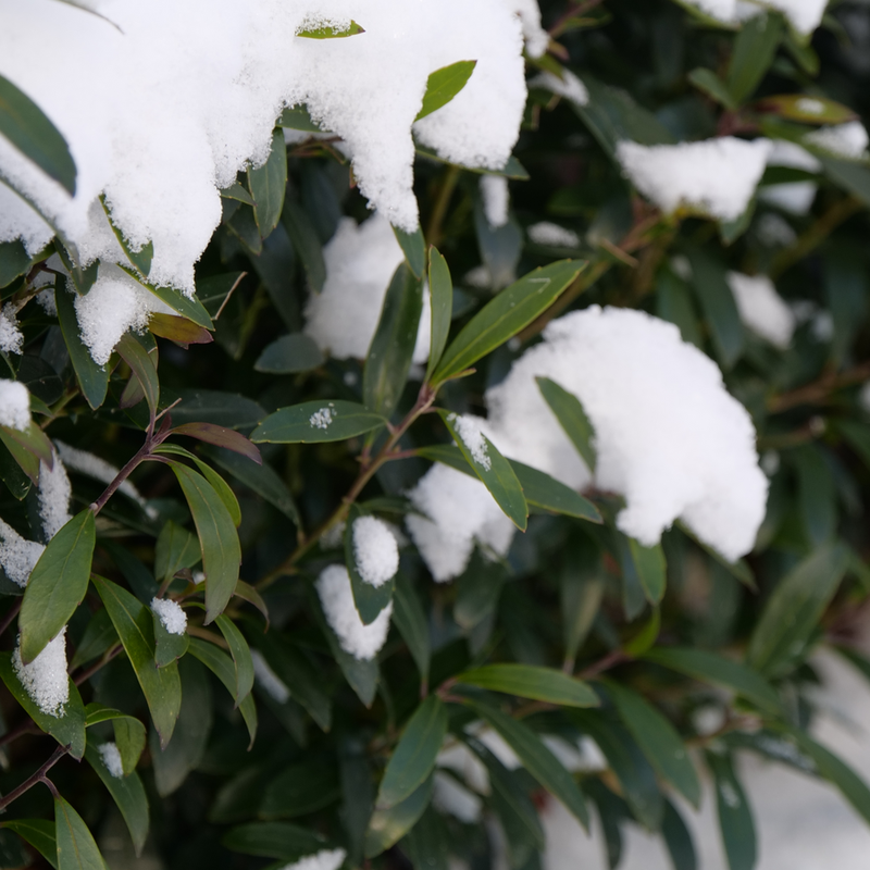 Gem Box Gem Box Inkberry holly up close.