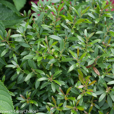 Gem Box Inkberry holly up close.