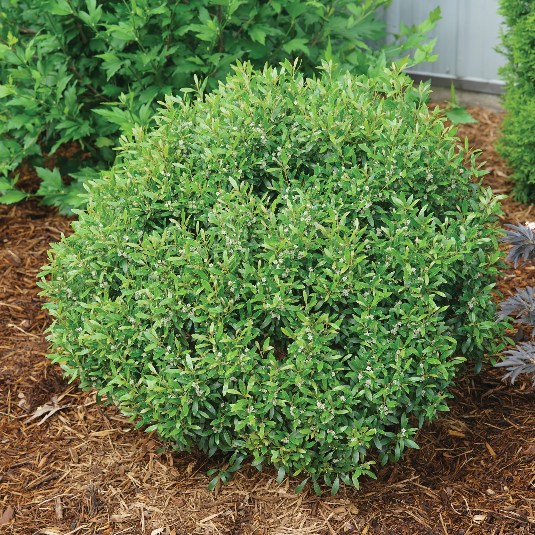 Compact Inkberry Inkberry holly | Gem Box® | Proven Winners® Shrubs – Proven Winners Direct™