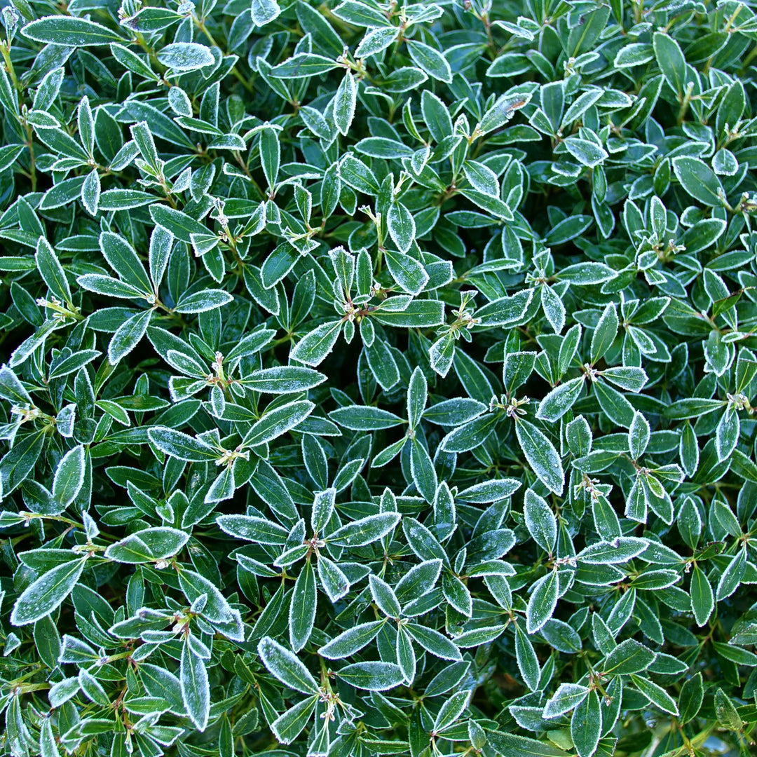 Liex Strong Box Inkberry Holly | Strongbox® | Proven Winners® Shrubs – Proven Winners ...