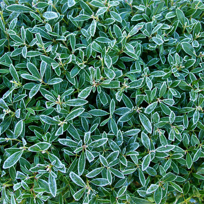 Strongbox® Inkberry Holly (Ilex glabra)