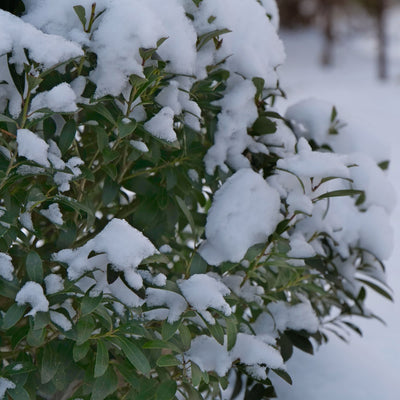 Strongbox® Inkberry Holly (Ilex glabra)