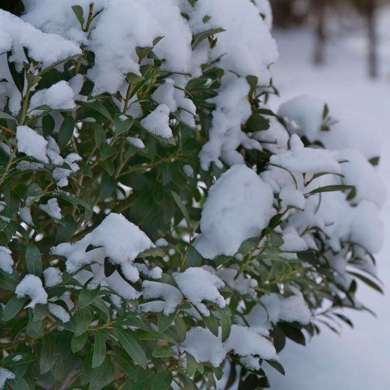 Strongbox® Inkberry Holly (Ilex glabra)