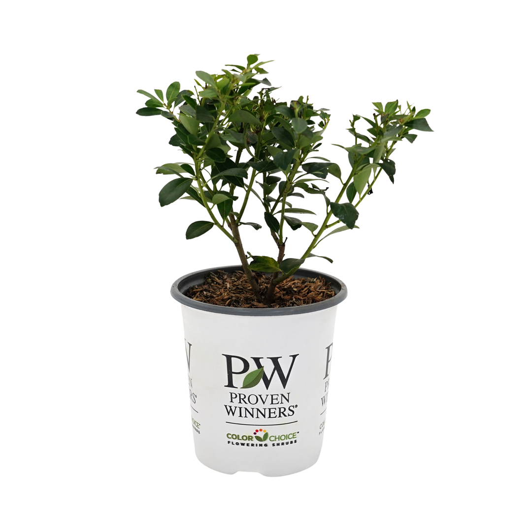 Inkberry Holly | Strongbox® | Proven Winners® Shrubs – Proven