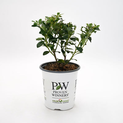 Strongbox® Inkberry Holly (Ilex glabra)
