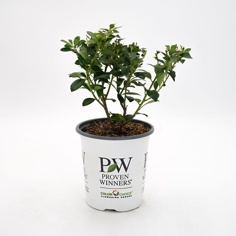 Strongbox® Inkberry Holly (Ilex glabra)