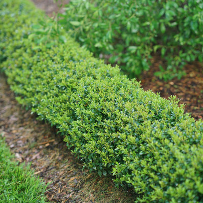 Strongbox® Inkberry Holly (Ilex glabra)