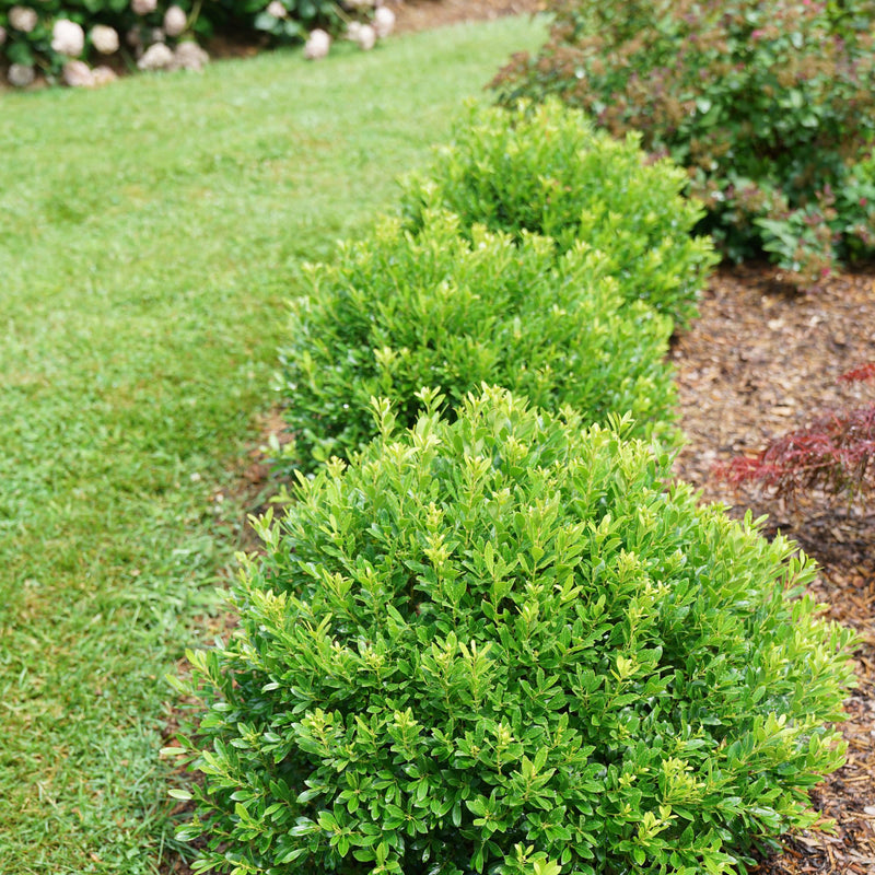 Strongbox® Inkberry Holly (Ilex glabra)