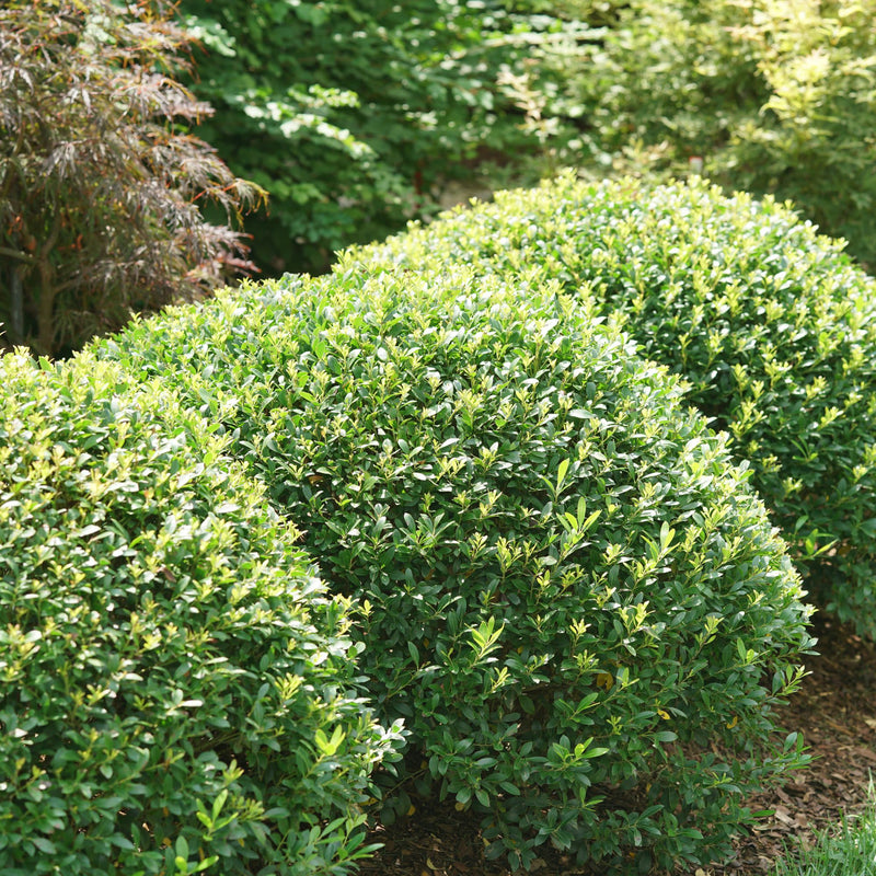 Liex Strong Box Inkberry Holly | Strongbox® | Proven Winners® Shrubs – Proven Winners ...