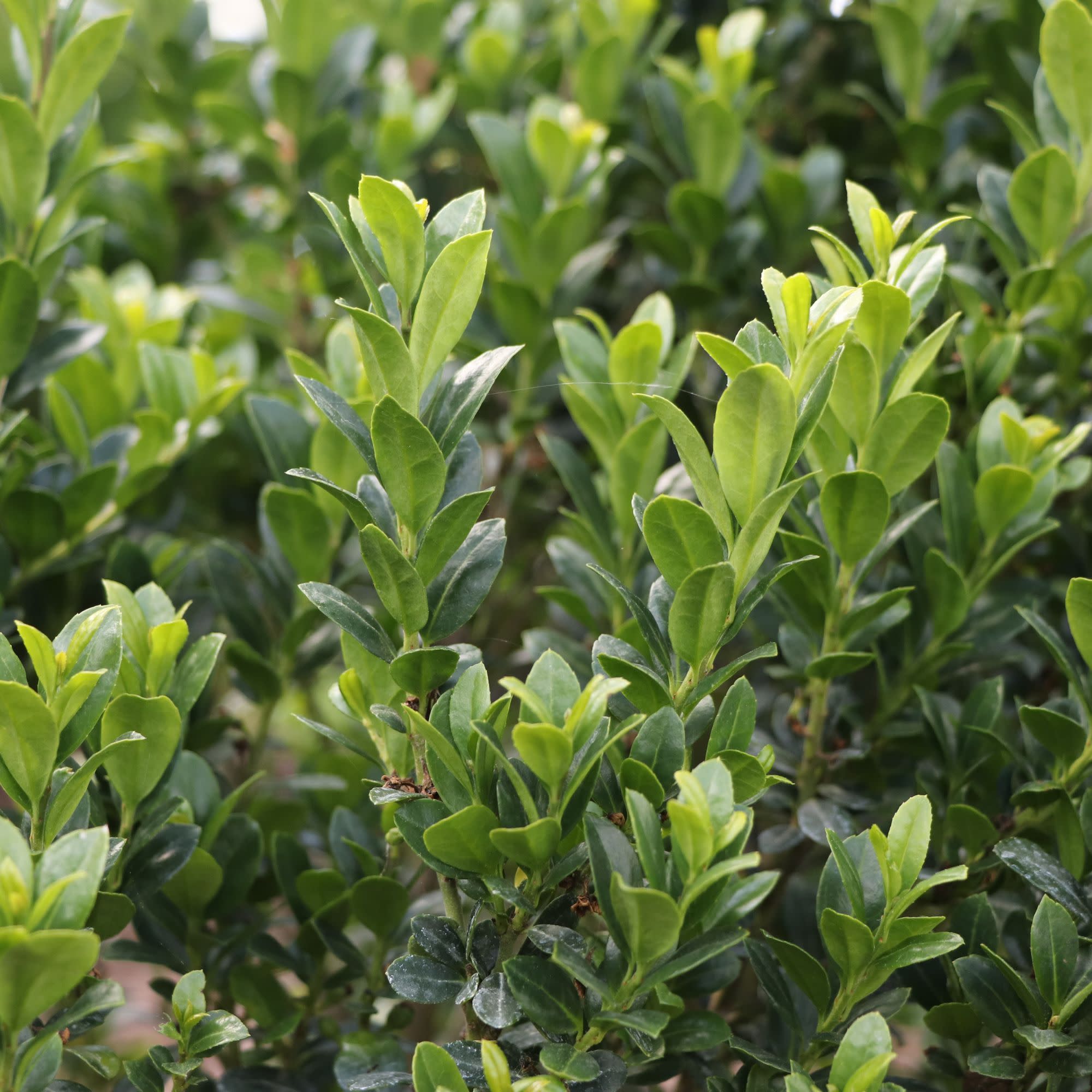 Japanese Holly | Hedge Box® | Proven Winners® Shrubs – Proven