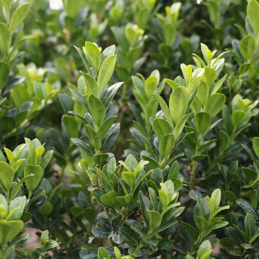 Japanese Holly | Hedge Box® | Proven Winners® Shrubs – Proven