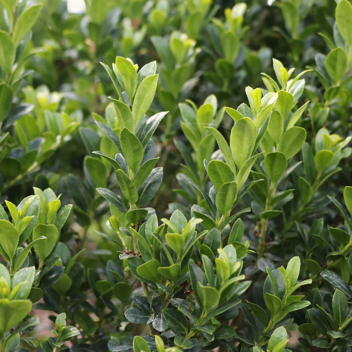 Japanese Holly | Hedge Box® | Proven Winners® Shrubs – Proven