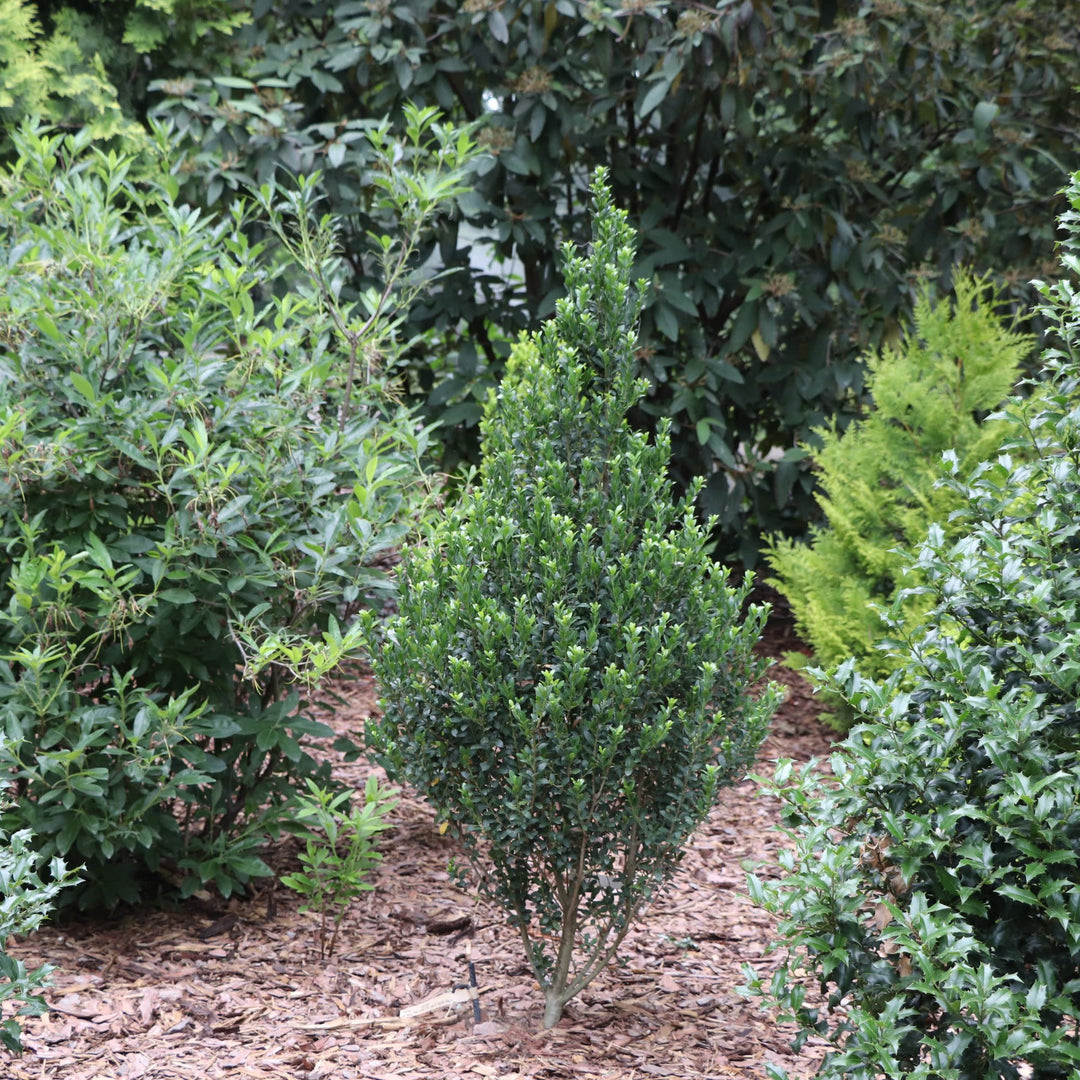 Hedge Box® Japanese Holly (Ilex crenata)