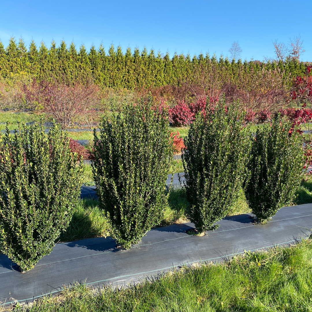 Hedge Box® Japanese Holly (Ilex crenata)