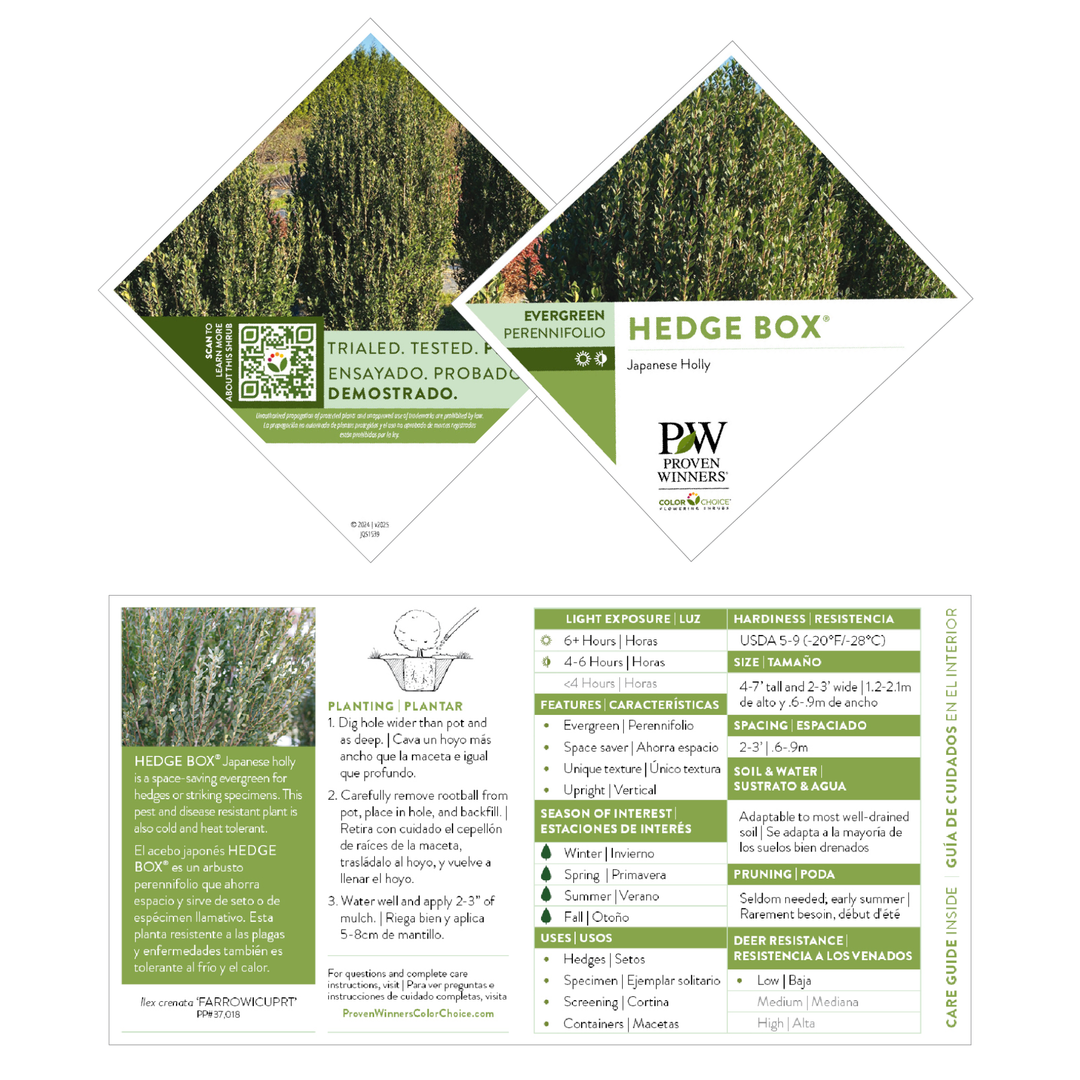 Japanese Holly | Hedge Box® | Proven Winners® Shrubs – Proven