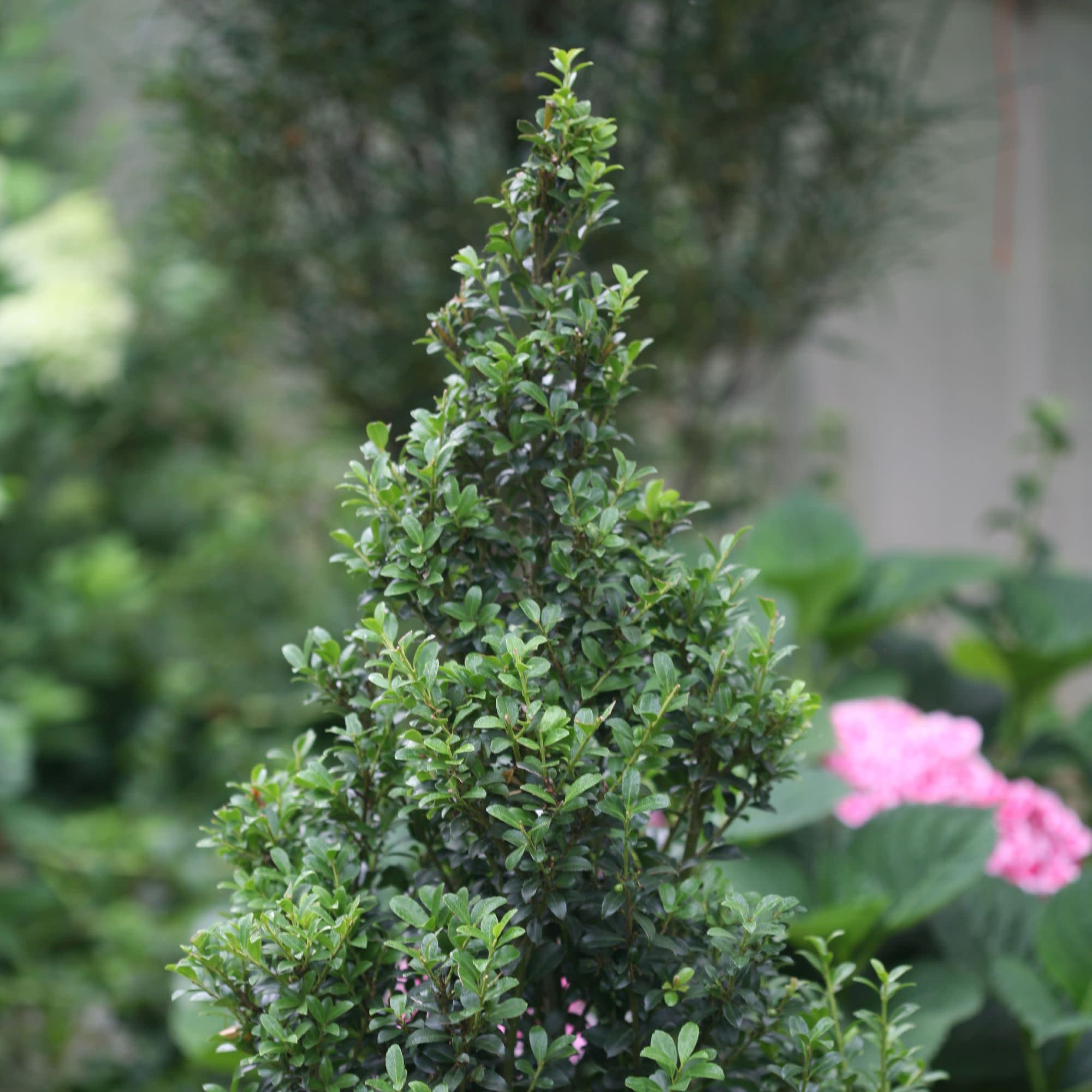 Japanese Holly | Sky Box® | Proven Winners® Shrubs – Proven