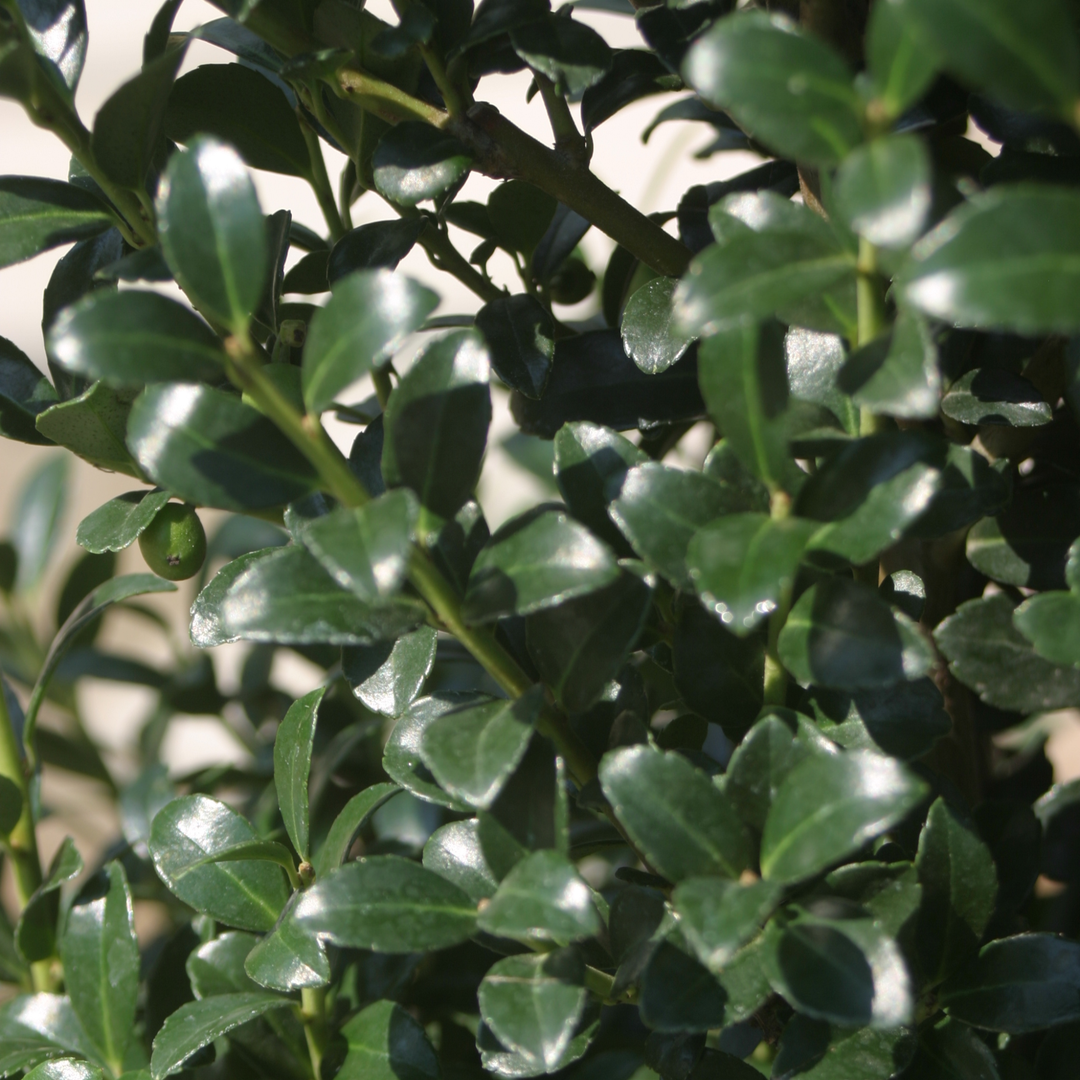 Japanese Holly | Sky Box® | Proven Winners® Shrubs – Proven