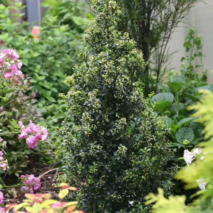 Sky Box® Japanese Holly (Ilex crenata)