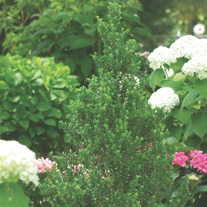 Japanese Holly | Sky Box® | Proven Winners® Shrubs – Proven