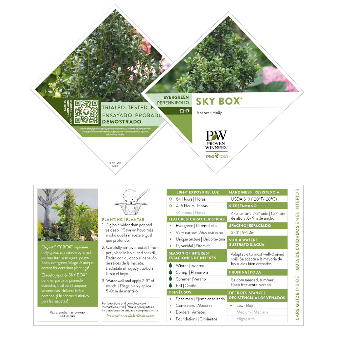 Japanese Holly | Sky Box® | Proven Winners® Shrubs – Proven
