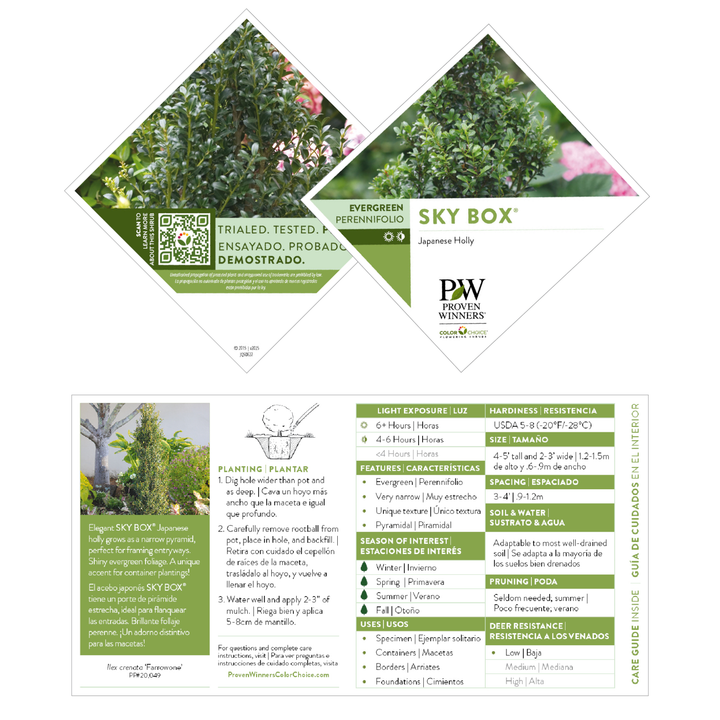 Japanese Holly | Sky Box® | Proven Winners® Shrubs – Proven