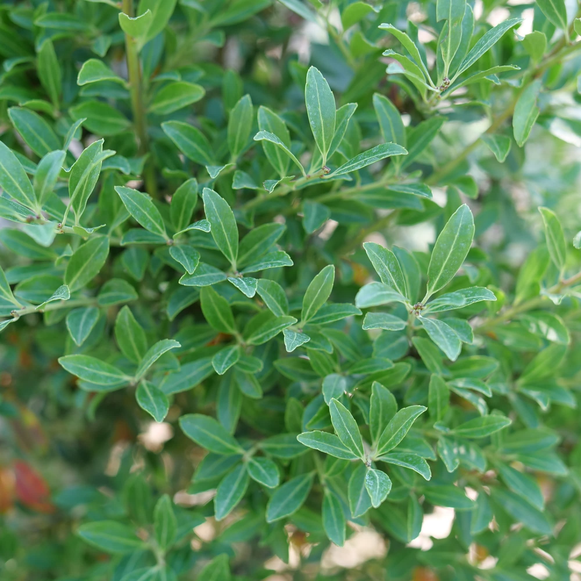 秘蔵株 翠炎 pepegreen株 Inkberry Holly | Squeeze Box® | Proven Winners® Shrubs – Proven