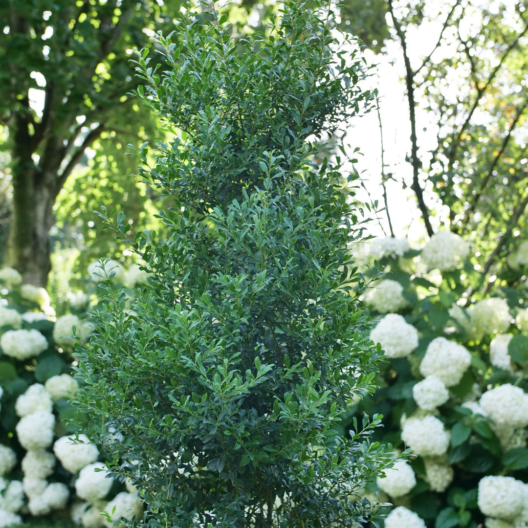 Inkberry Holly | Squeeze Box® | Proven Winners® Shrubs – Proven