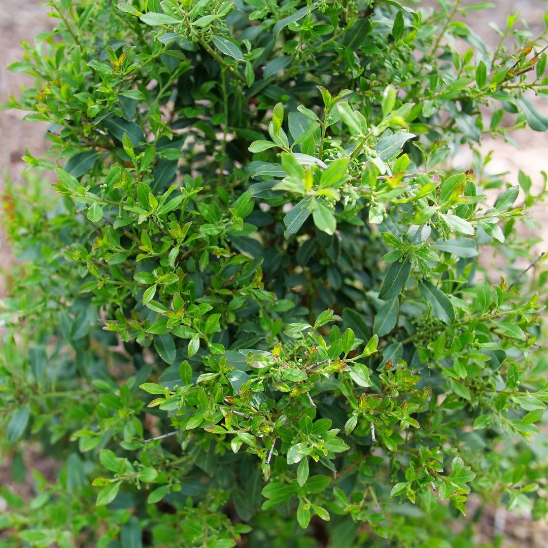 Squeeze Box® Inkberry Holly (Ilex glabra)