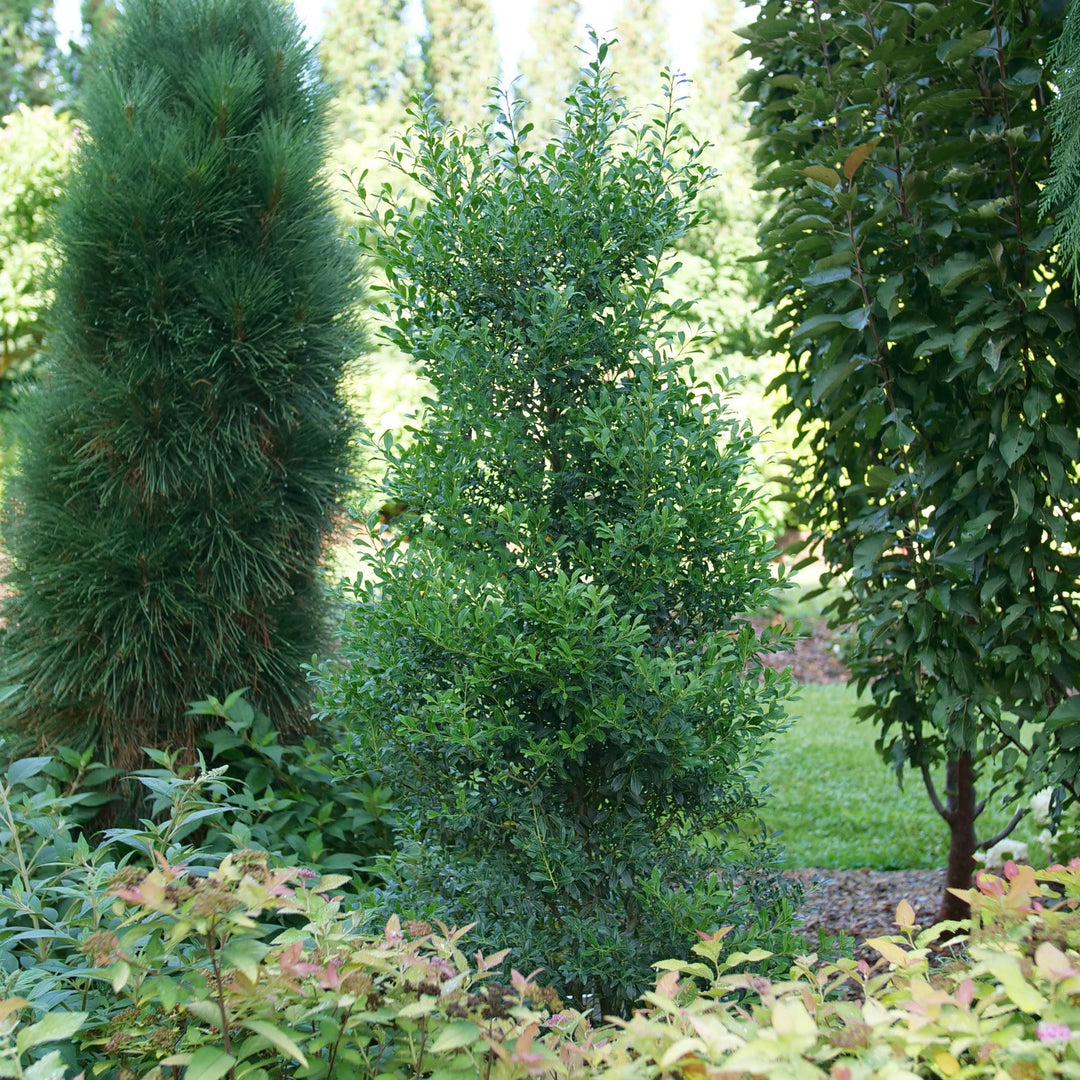 Squeeze Box® Inkberry Holly (Ilex glabra)