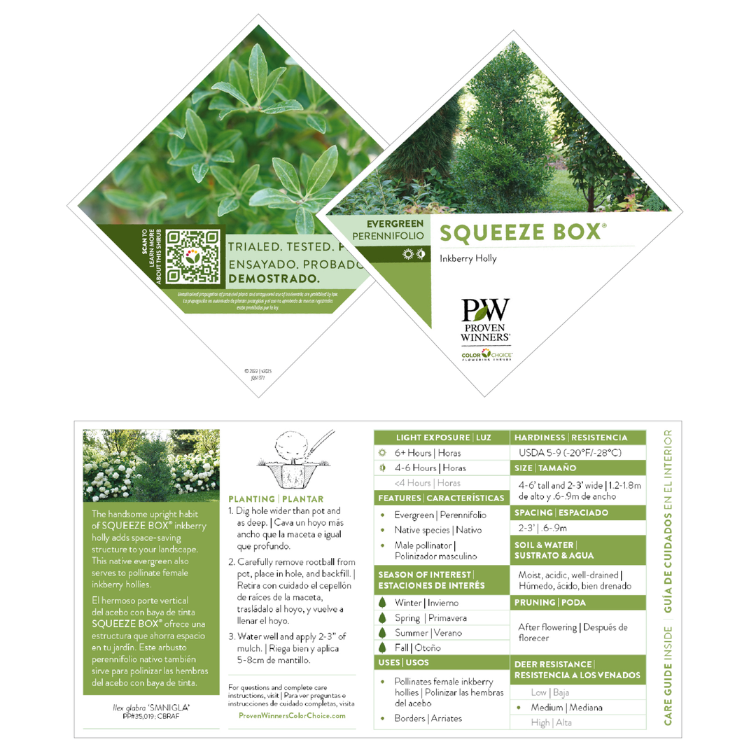 Inkberry Holly | Squeeze Box® | Proven Winners® Shrubs – Proven