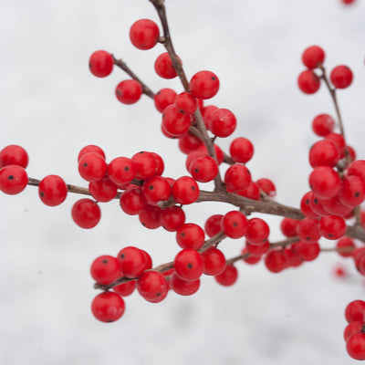 Berry Poppins Winterberry up close.