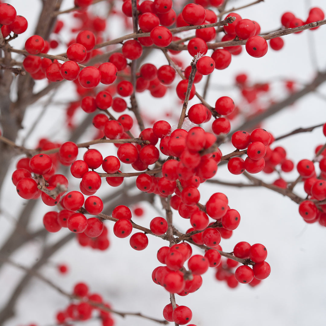 Berry Poppins Winterberry up close.