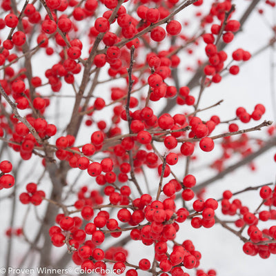 Berry Poppins Winterberry up close.