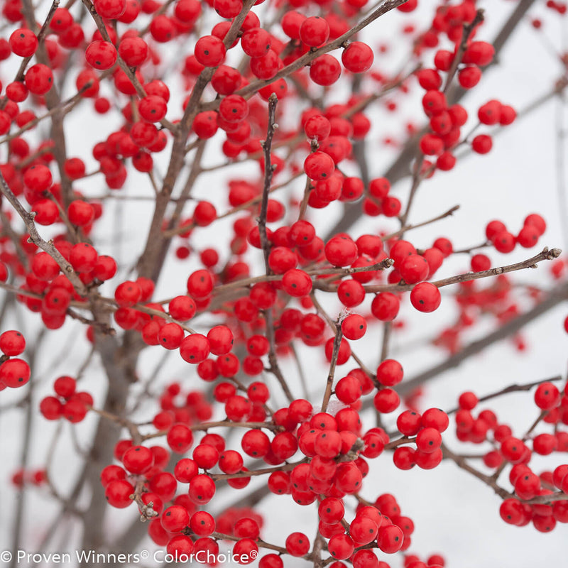 Berry Poppins Winterberry up close.