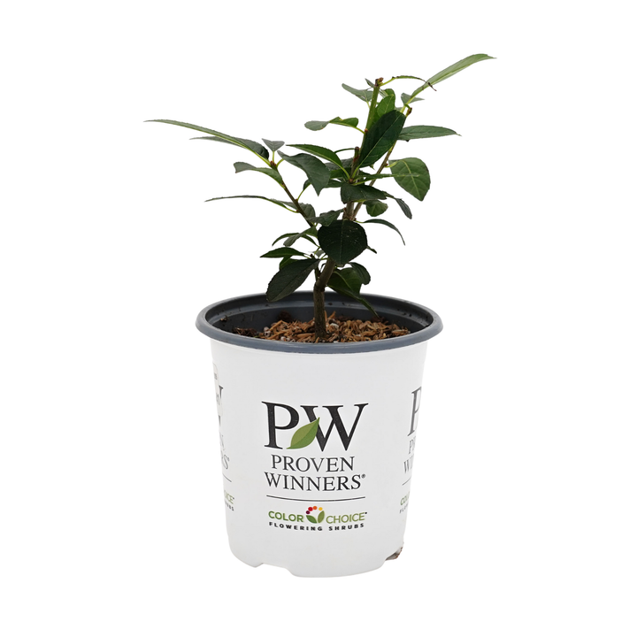 Berry Poppins® Winterberry (Ilex	verticillata)